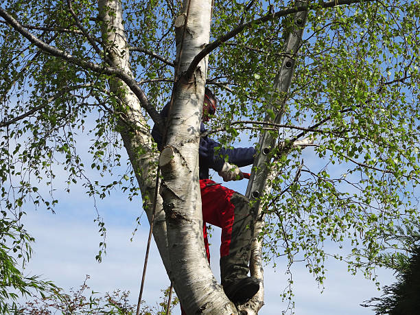 Best Utility Line Clearance  in USA